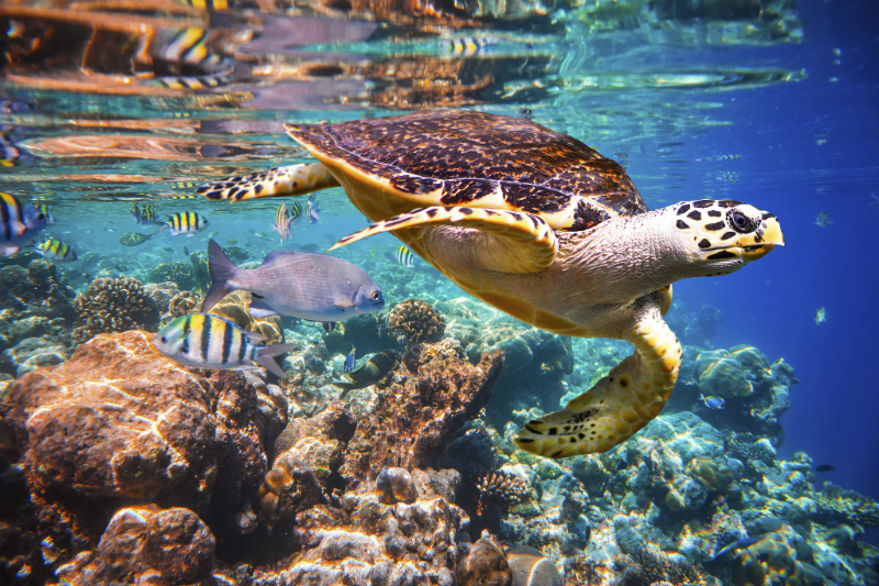 Turtle Swimming in the Maldives
