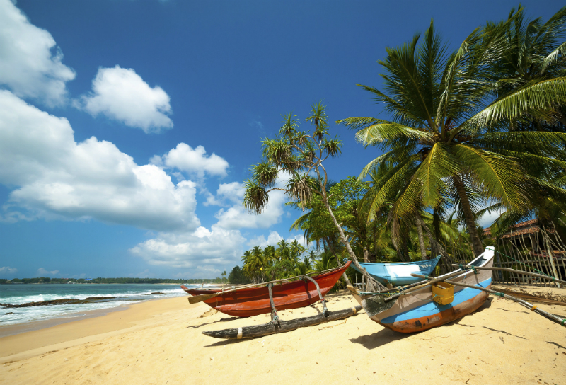 Fishing boats under the palms of a sri lankan beach