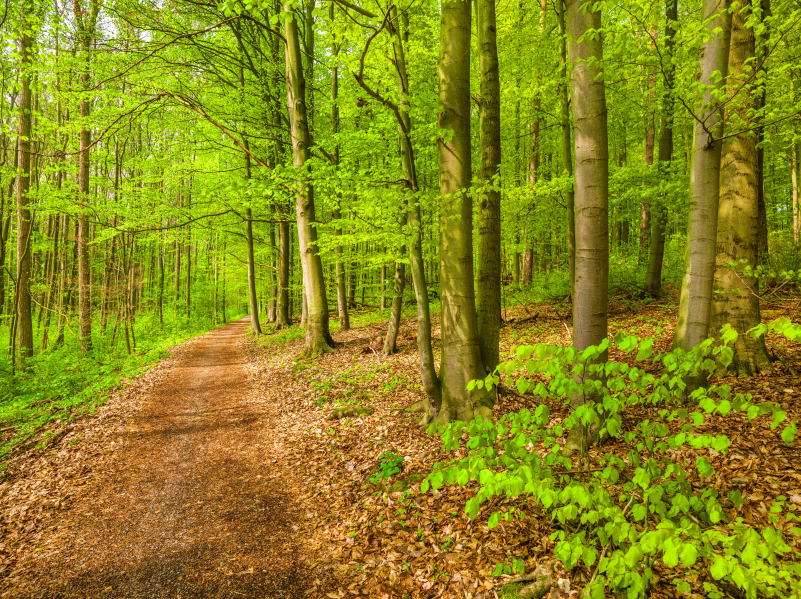 Forest in UK