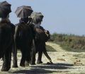 Elephant riding