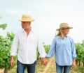 Couple walk through a vineyard