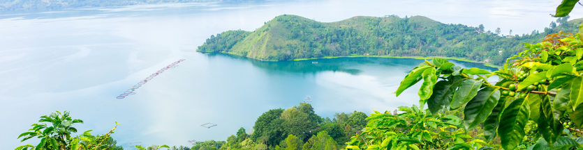 Rainforest view