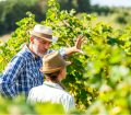 Touring a UK vineyard