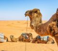 camels in the sahara desert of ksar ghilane